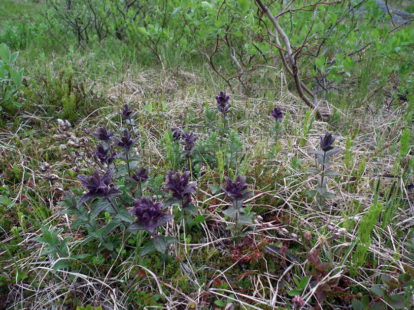 Image of Bartsia alpina specimen.
