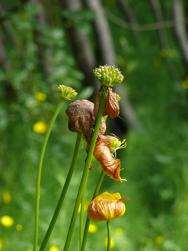 Изображение особи Trollius europaeus.