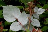 Rubus phoenicolasius. Соцветие и листья. Германия, г. Дюссельдорф, Ботанический сад университета 03.06.2014.
