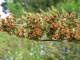 Artemisia vulgaris