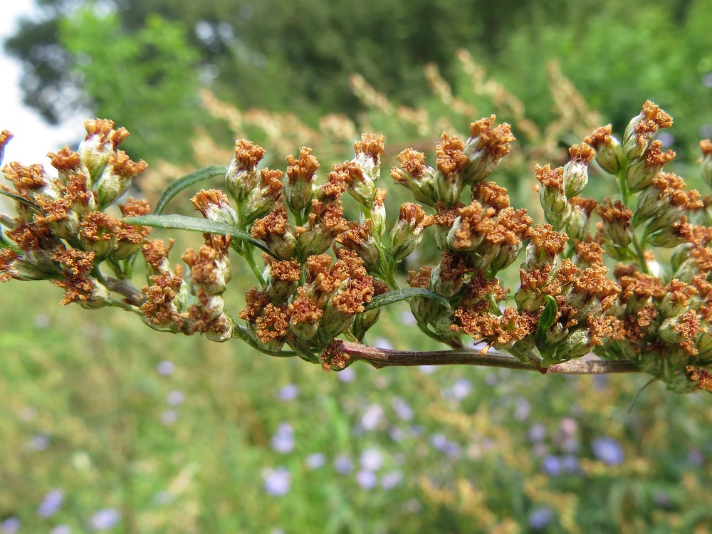 Image of Artemisia vulgaris specimen.