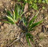 Iris douglasiana