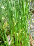 Juncus filiformis