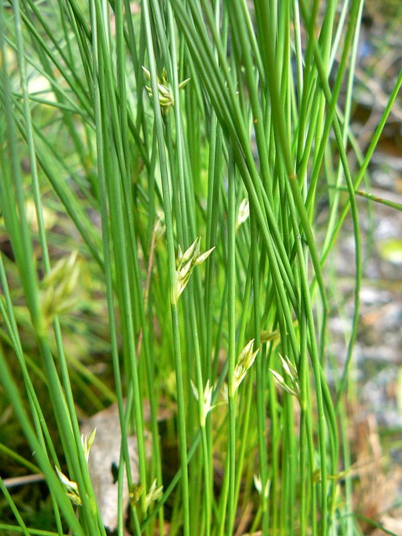 Изображение особи Juncus filiformis.