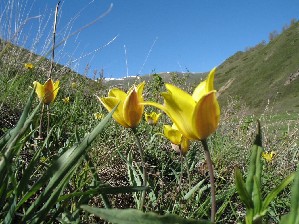 Изображение особи Tulipa altaica.