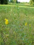 Genista tinctoria