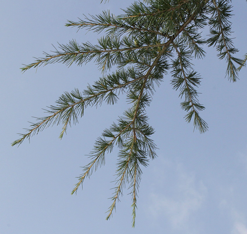 Image of Cedrus deodara specimen.