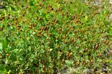 Trifolium spadiceum