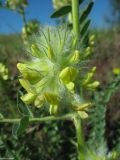 Astragalus vulpinus