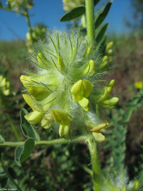 Изображение особи Astragalus vulpinus.