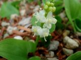 Maianthemum dilatatum. Соцветие. Камчатский край, Елизовский р-н, окр. села Раздольное, подлесок каменноберезового леса. 12.04.2007.