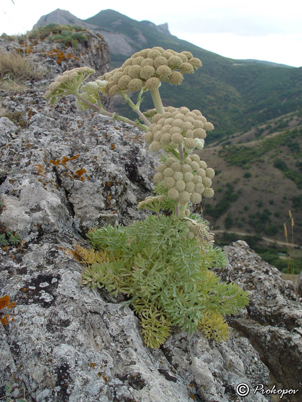 Image of Seseli gummiferum specimen.