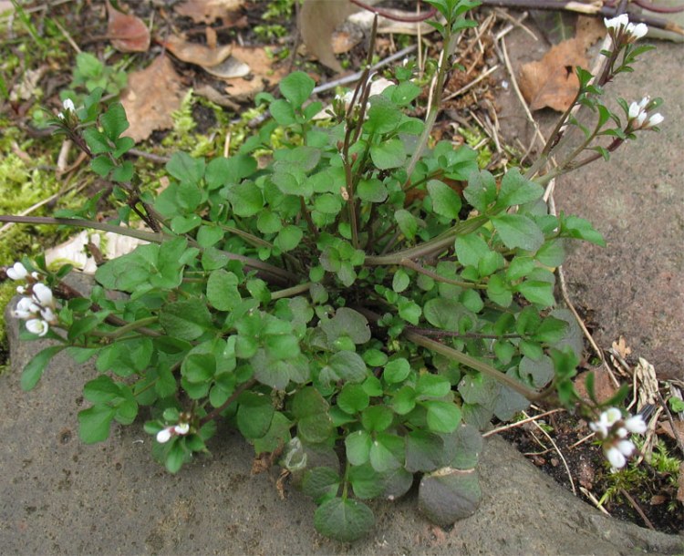 Image of Cardamine hirsuta specimen.