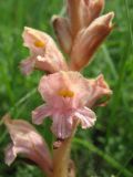 Orobanche lutea