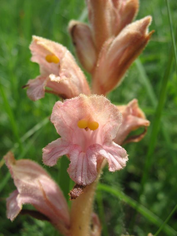 Image of Orobanche lutea specimen.