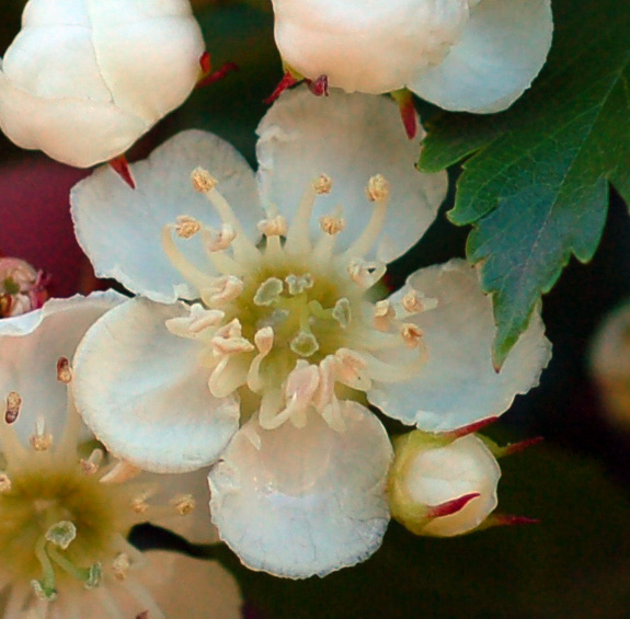 Изображение особи Crataegus pinnatifida.