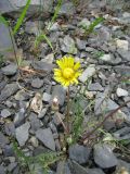 genus Taraxacum