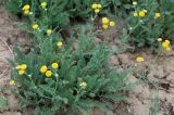 Tanacetum achilleifolium