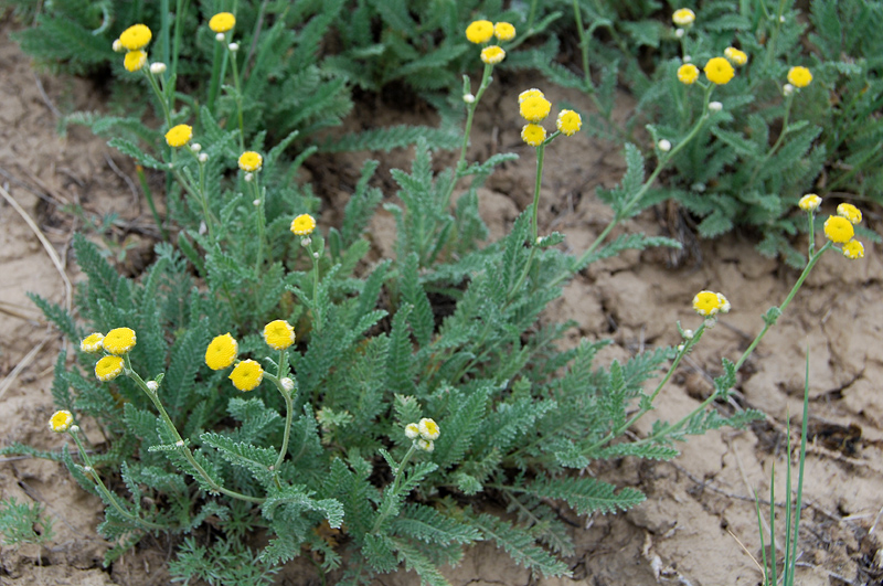 Image of Tanacetum achilleifolium specimen.