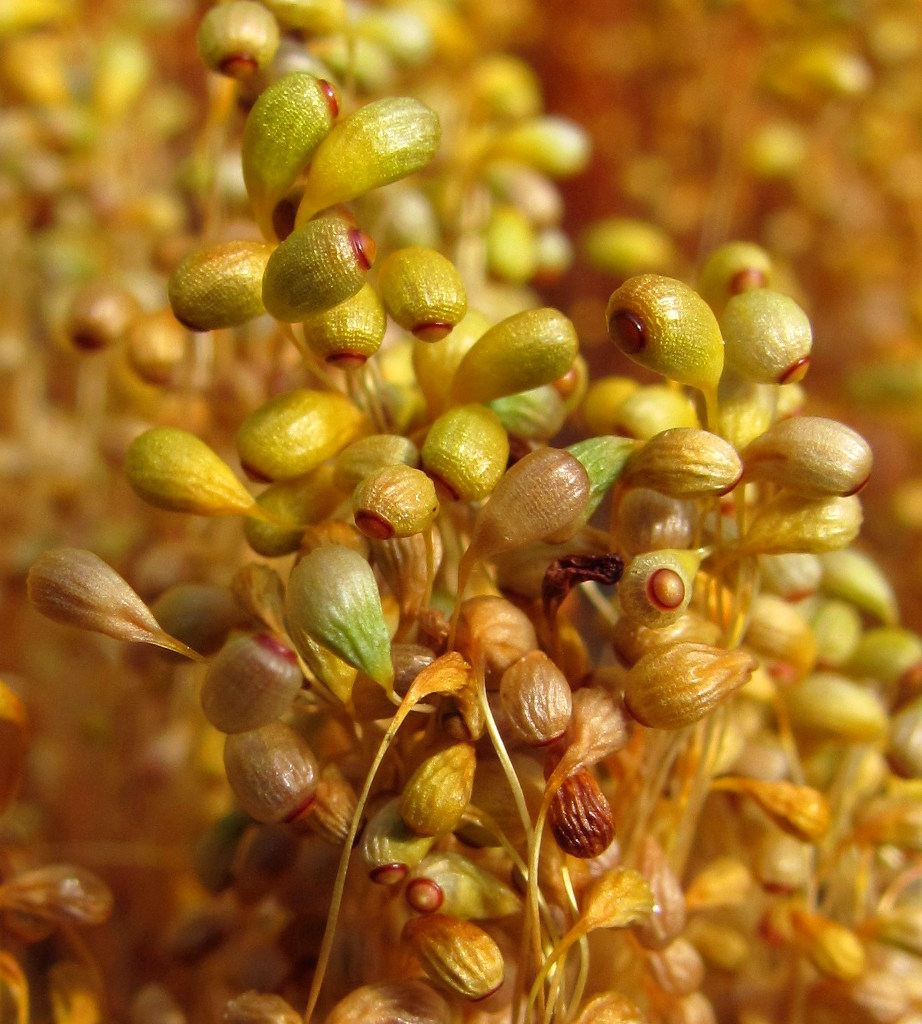 Image of Funaria hygrometrica specimen.