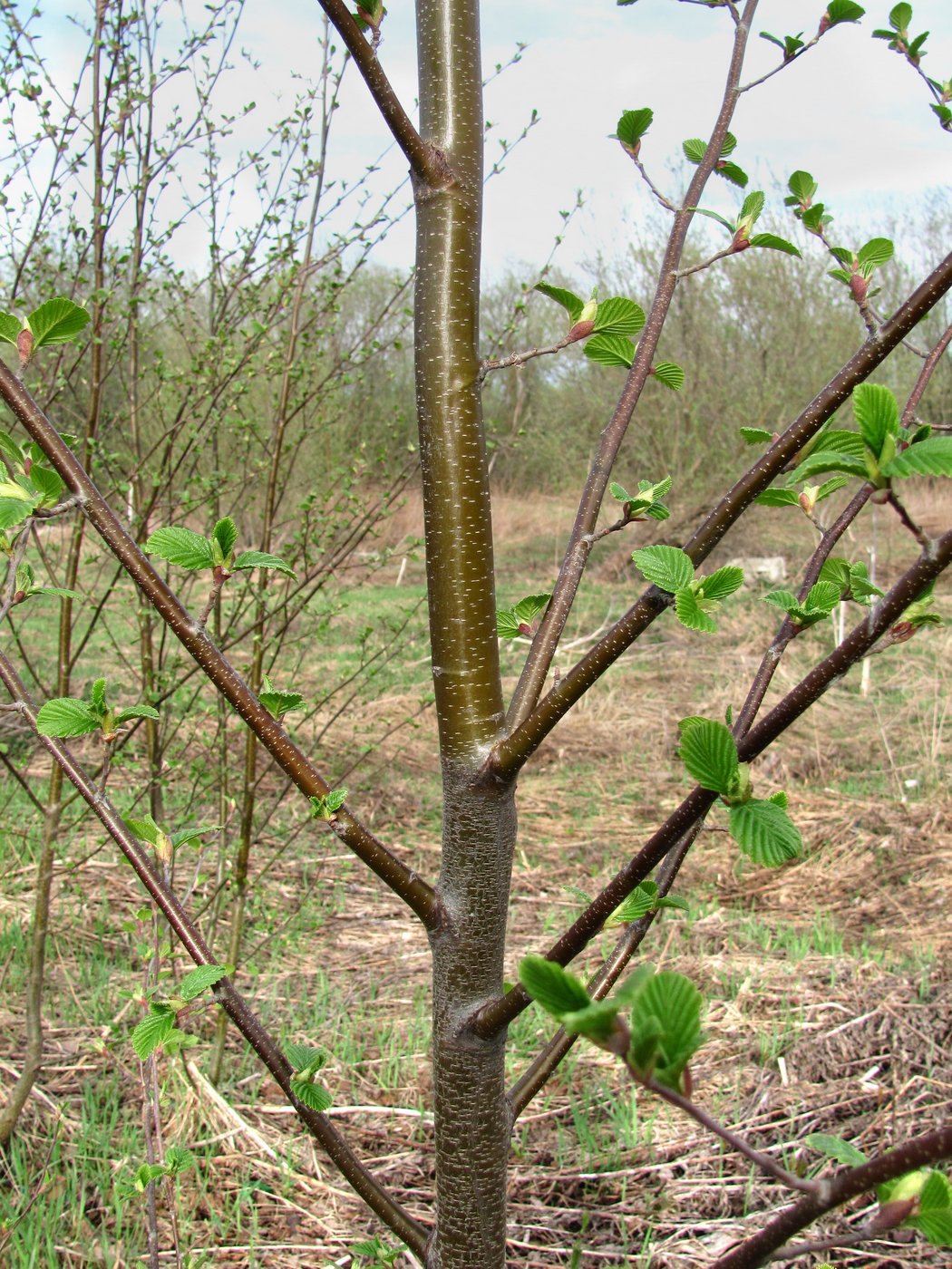 Изображение особи Alnus incana.