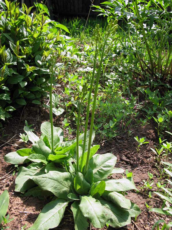 Изображение особи Crepis praemorsa.