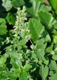 Anisomeles indica. Верхушки цветущих растений. Андаманские острова, остров Нил, в поселке у дороги. 02.01.2015.