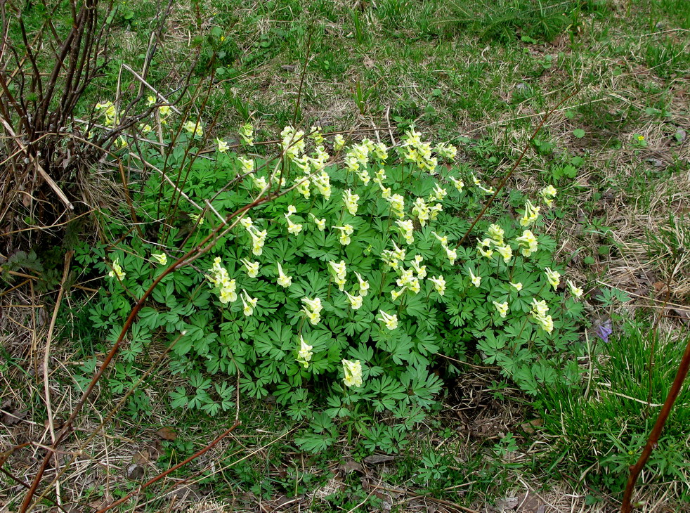 Изображение особи Corydalis bombylina.