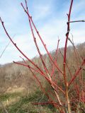 Tilia platyphyllos