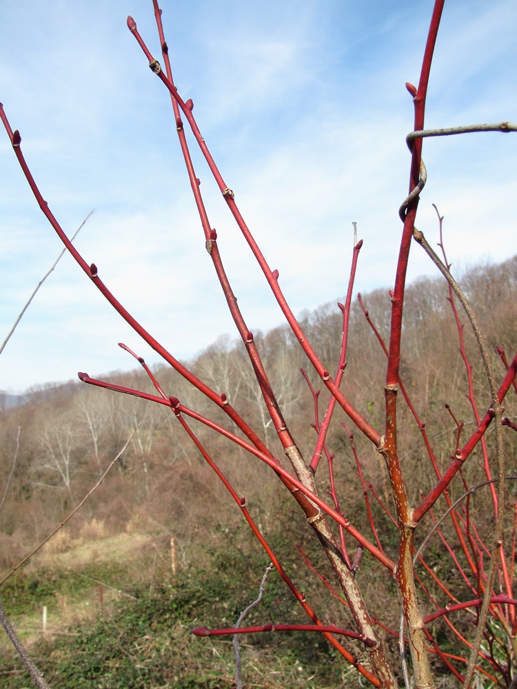 Image of Tilia platyphyllos specimen.