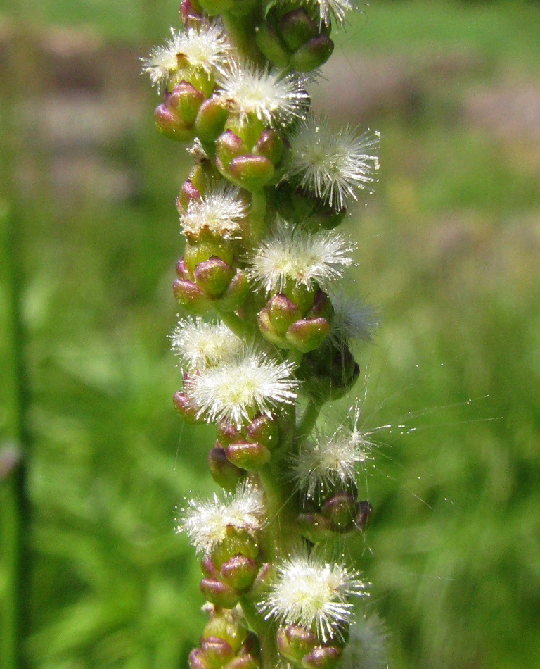 Image of Triglochin maritima specimen.