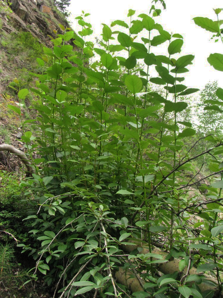 Image of Populus suaveolens specimen.