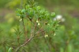 Vaccinium uliginosum. Верхушка цветущего растения. Ленинградская обл., Ломоносовский р-н, окр. дер. Дубки, заболоченный сосняк. 06.06.2015.