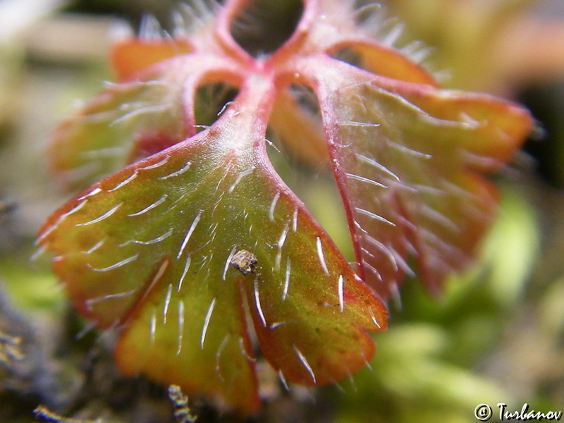 Image of Saxifraga irrigua specimen.