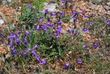 Campanula taurica