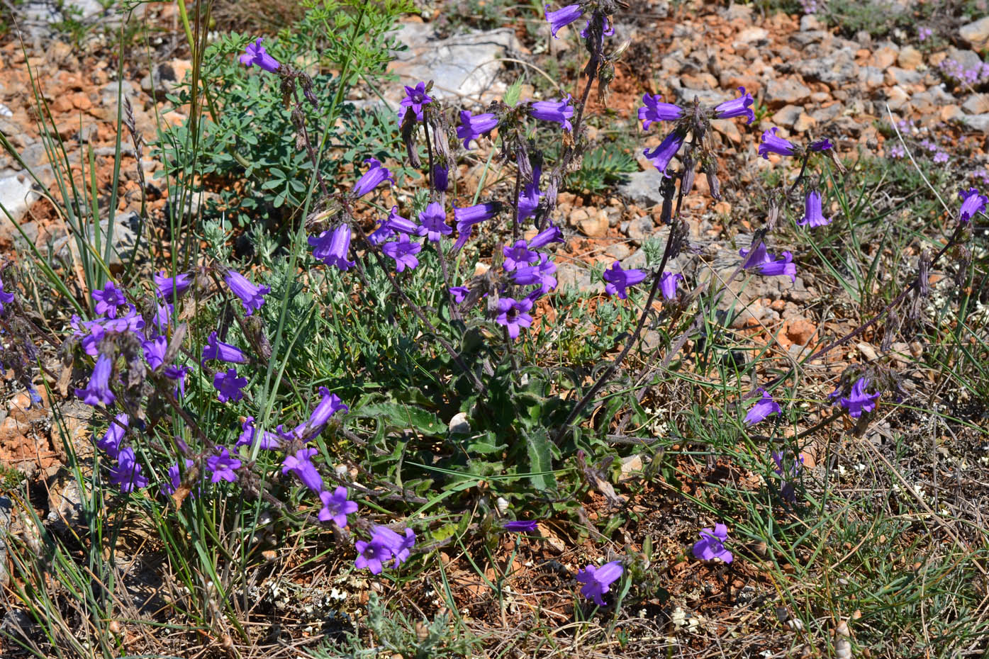 Image of Campanula taurica specimen.