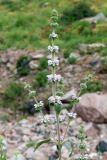 Phlomoides ostrowskiana