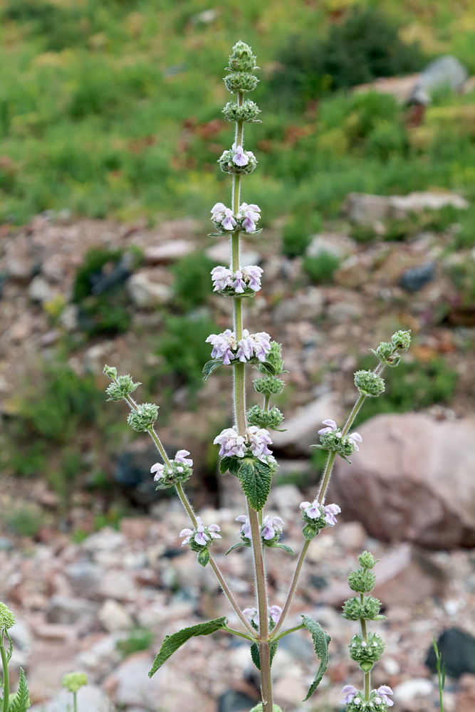 Изображение особи Phlomoides ostrowskiana.