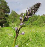 Delphinium flexuosum. Верхушка побега с бутонизирующим соцветием. Адыгея, Кавказский биосферный заповедник, хр. Каменное Море, ≈ 2000 м н.у.м., субальпийский луг среди камней на верхней границе леса. 27.06.2015.