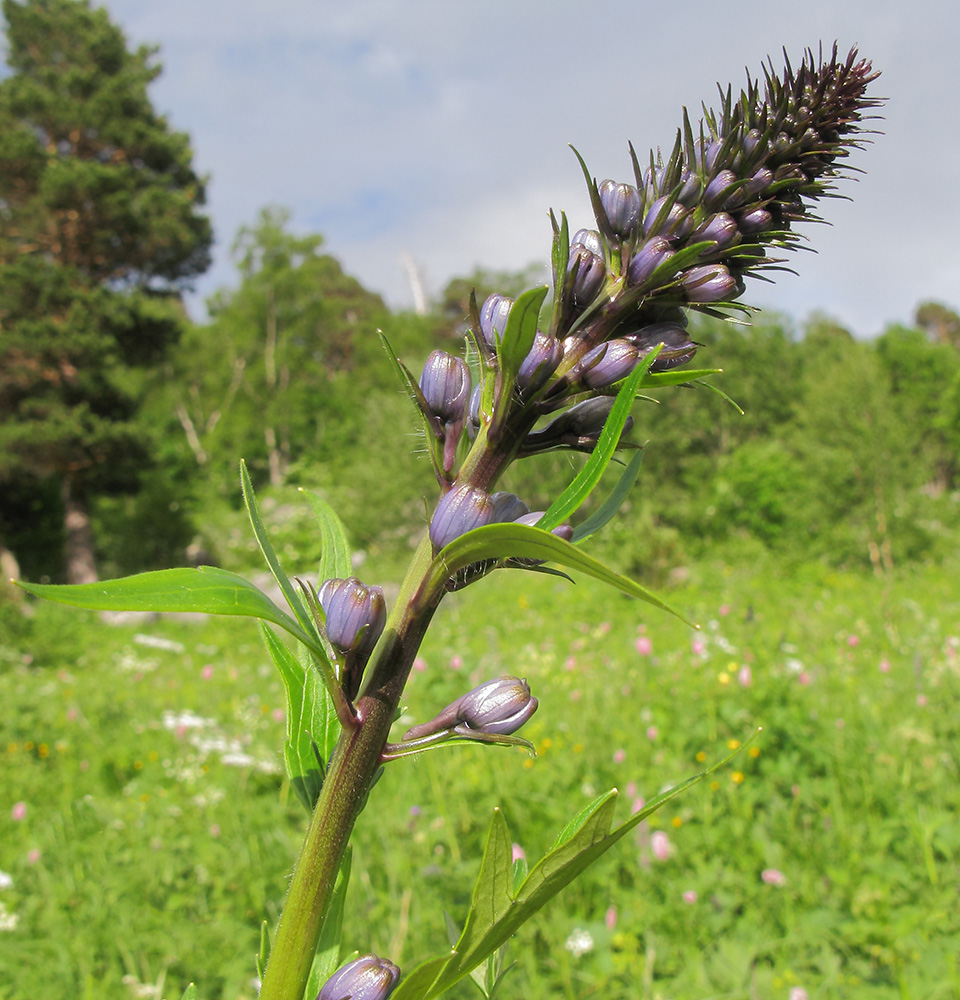 Image of Delphinium flexuosum specimen.