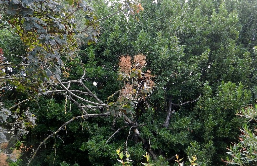 Image of Cotinus coggygria specimen.