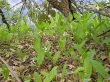 Convallaria majalis. Цветущие растения на берегу ставка в байрачном лесу. Днепропетровская обл., верховья р. Самоткани. 16.05.2009.