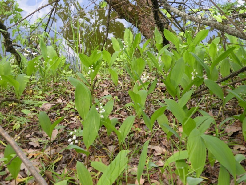 Изображение особи Convallaria majalis.