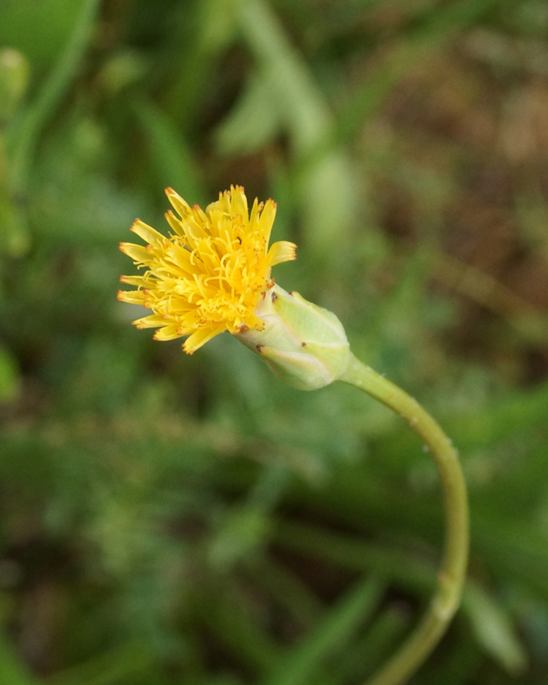 Image of Scorzonera parviflora specimen.