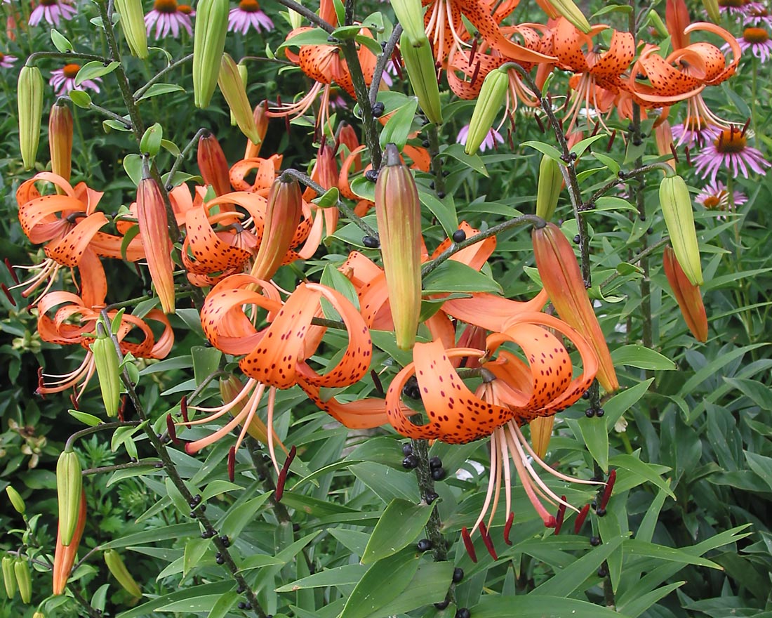 Image of Lilium lancifolium specimen.