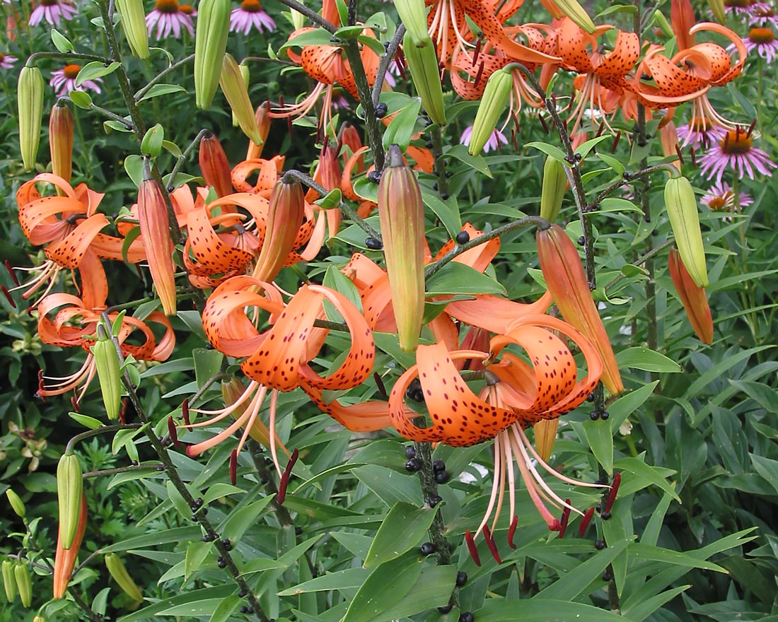 Изображение особи Lilium lancifolium.