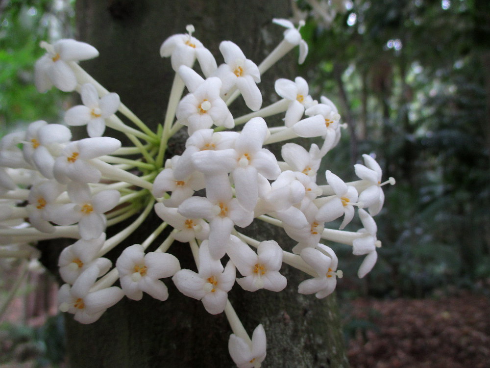 Изображение особи Phaleria clerodendron.