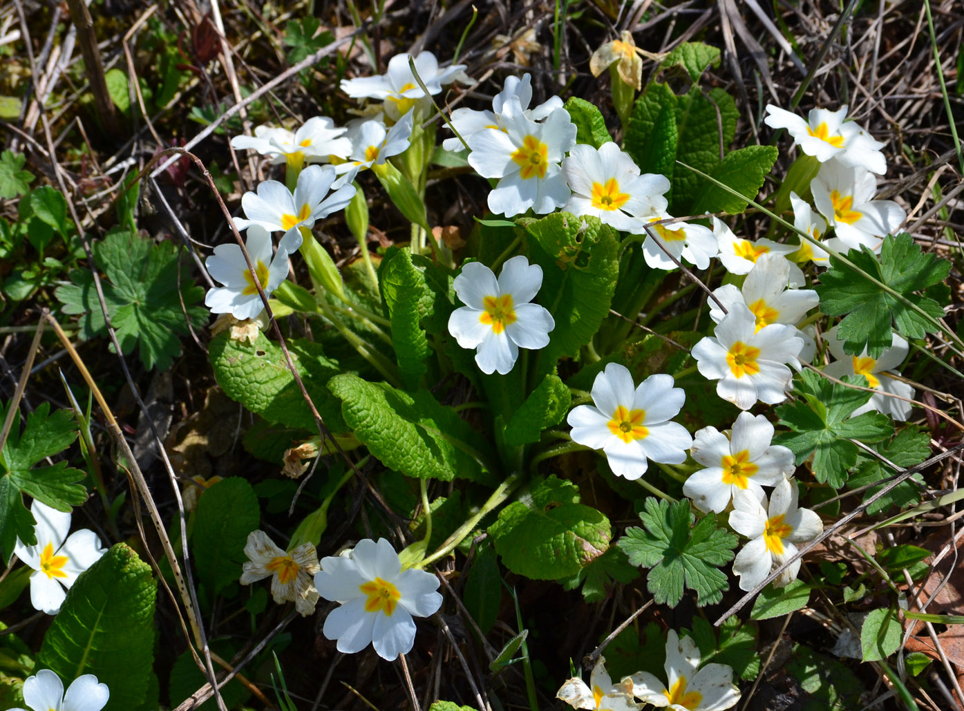 Image of Primula vulgaris specimen.