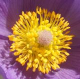 Pulsatilla multifida