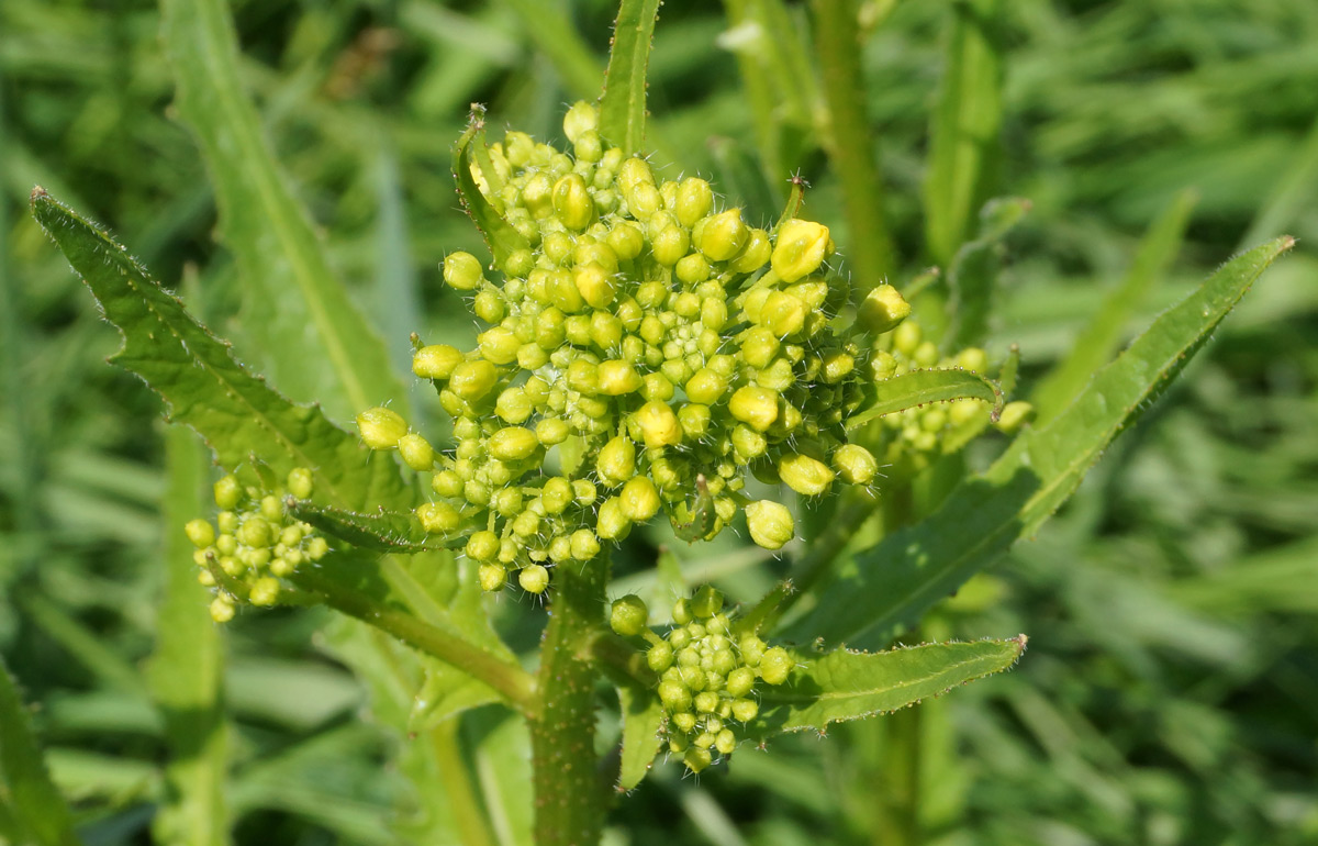 Image of Bunias orientalis specimen.